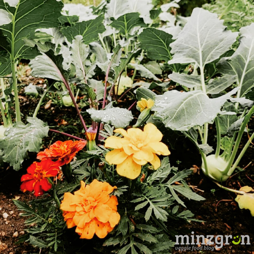 tagetes mischkultur