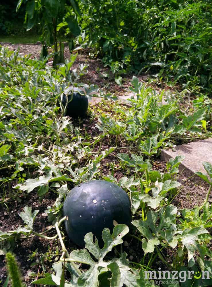 wassermelonen_minzgrün